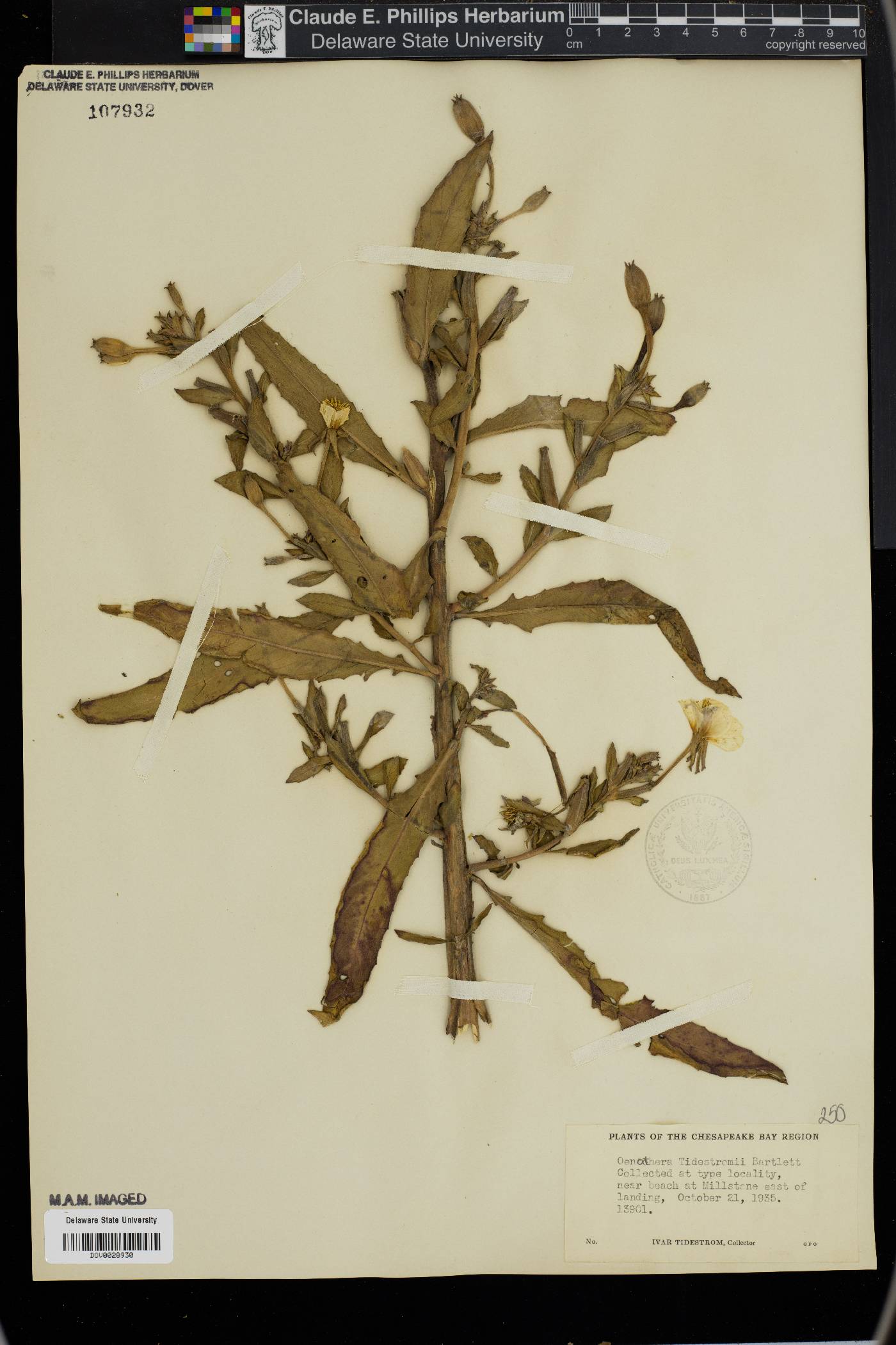 Oenothera tidestromii image