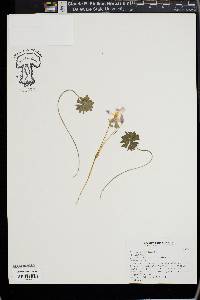 Oxalis adenophylla image