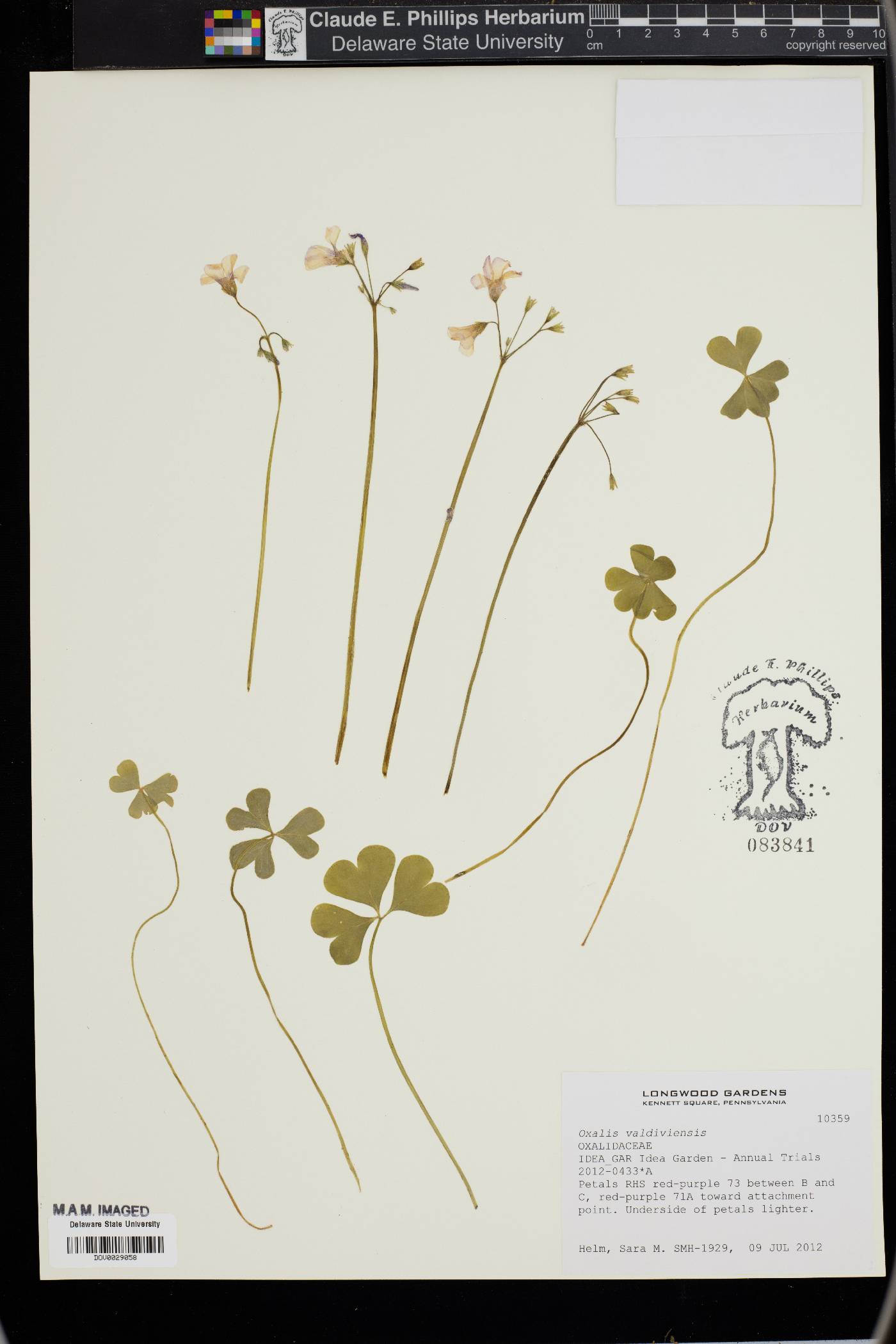 Oxalis valdiviensis image