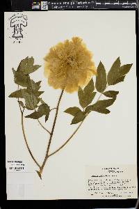 Image of Paeonia suffruticosa
