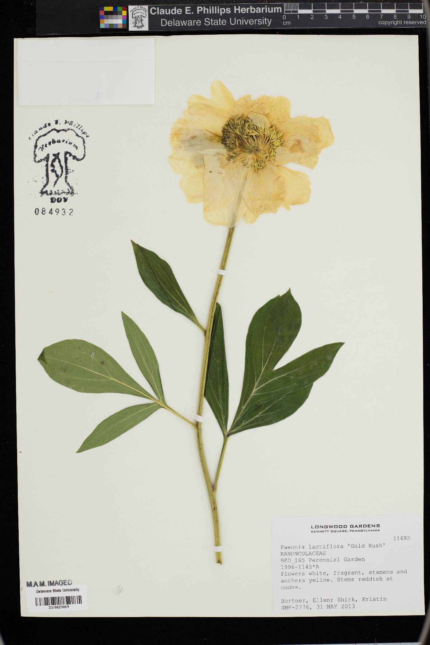 Paeonia lactiflora image
