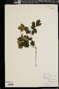 Chelidonium majus image