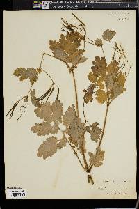 Chelidonium majus image