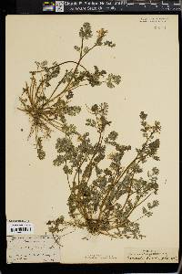 Corydalis flavula image