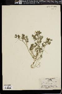 Corydalis flavula image