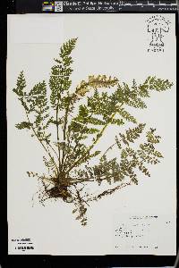 Corydalis cheilanthifolia image