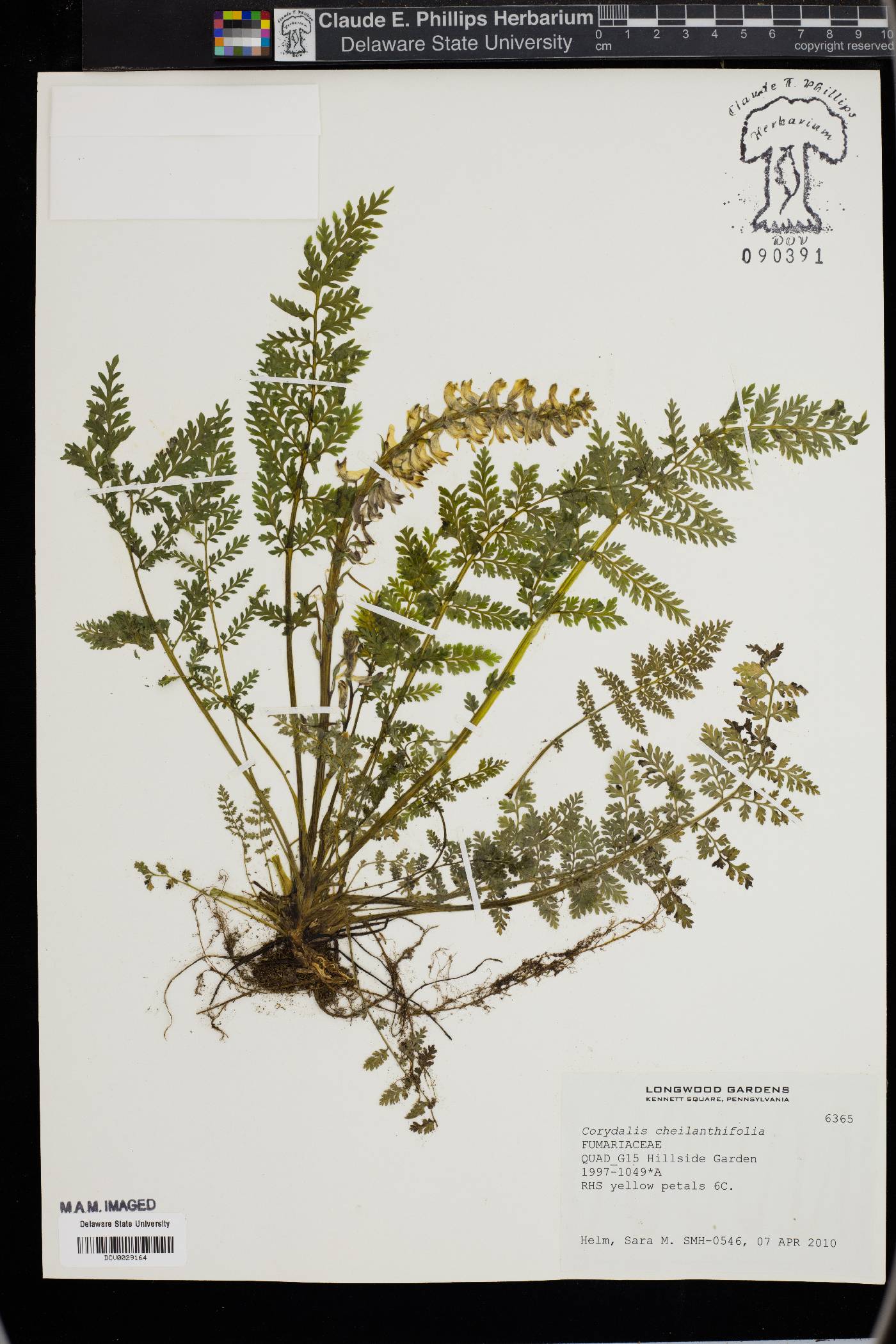 Corydalis cheilanthifolia image