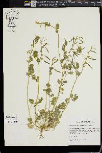 Corydalis flavula image