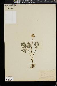 Dicentra cucullaria image