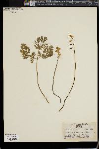 Dicentra cucullaria image