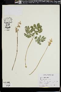 Dicentra cucullaria image