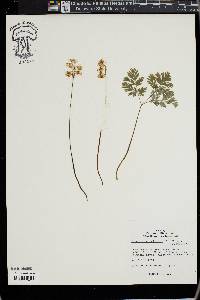 Dicentra cucullaria image