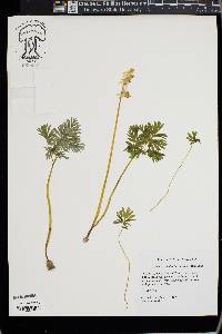 Dicentra cucullaria image