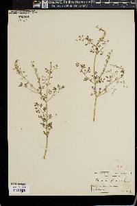 Fumaria officinalis image