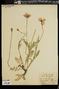 Papaver dubium image