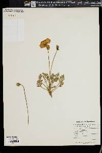 Papaver alpinum image