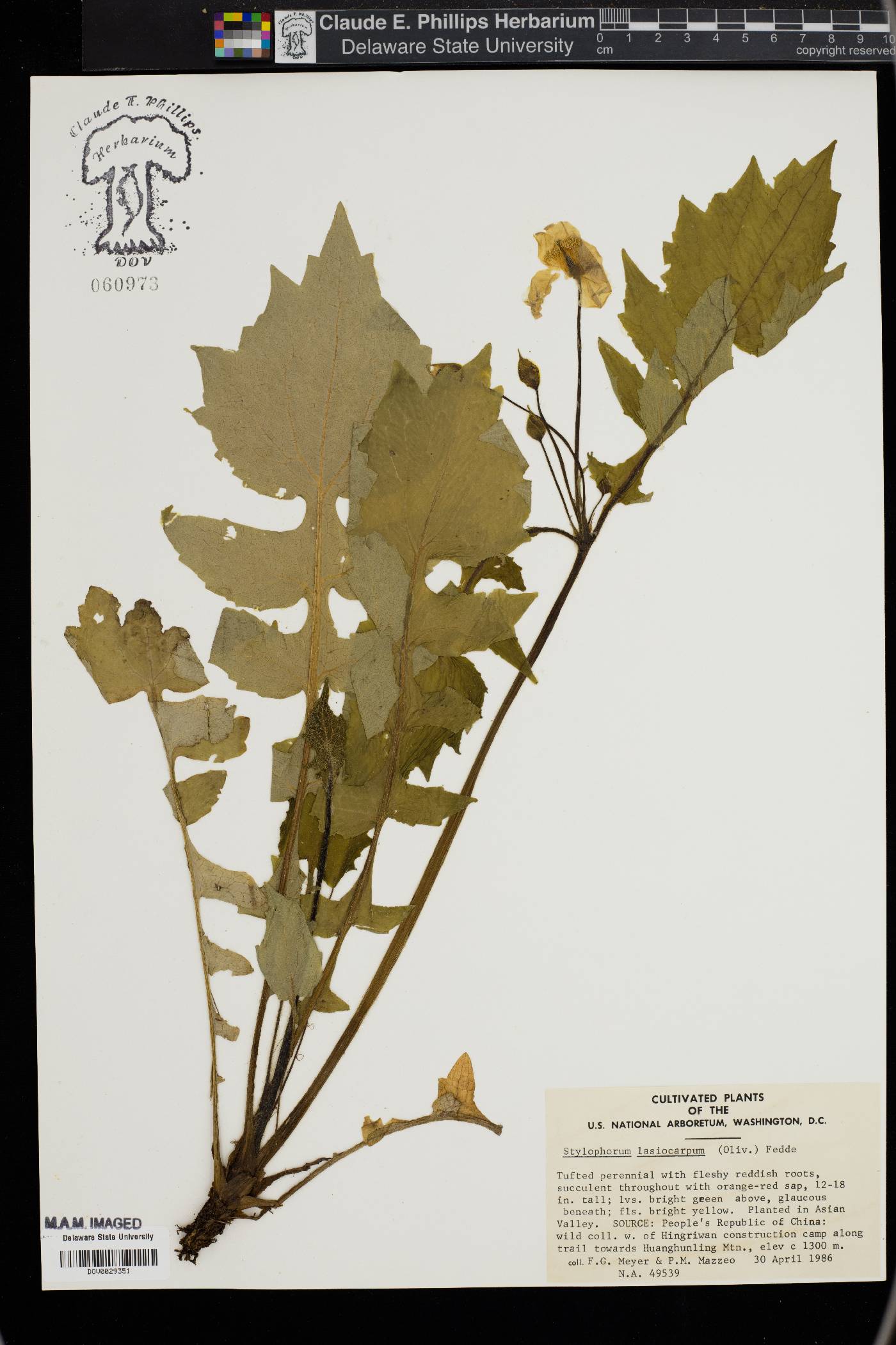Stylophorum lasiocarpum image