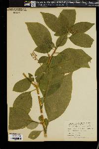 Phytolacca americana var. americana image