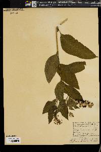 Phytolacca americana var. americana image