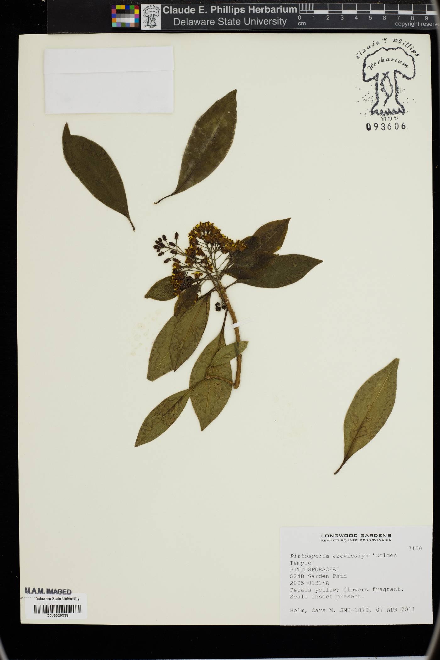 Pittosporum brevicalyx image