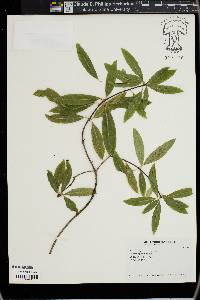 Pittosporum eugenioides image