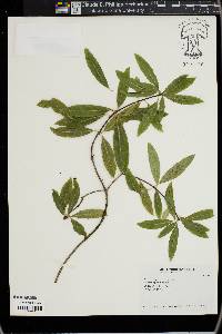 Image of Pittosporum eugenioides