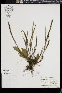 Plantago rugelii image