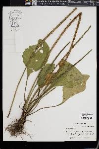 Plantago major image