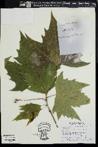 Platanus × acerifolia image