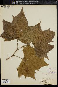 Platanus orientalis image