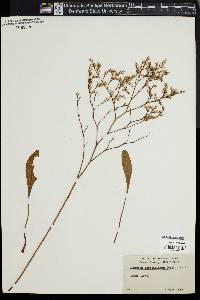 Limonium carolinianum image