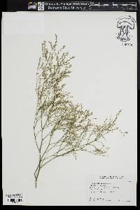 Limonium latifolium image