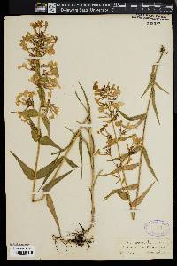 Phlox maculata image