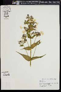 Phlox maculata image