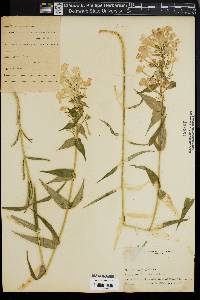 Phlox maculata image