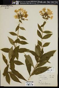 Phlox paniculata image