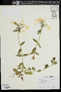 Phlox stolonifera image