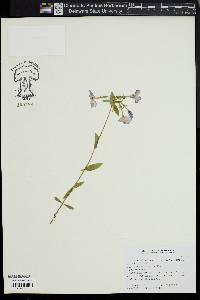 Phlox stolonifera image