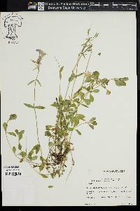 Phlox stolonifera image