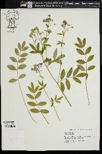 Polemonium reptans image