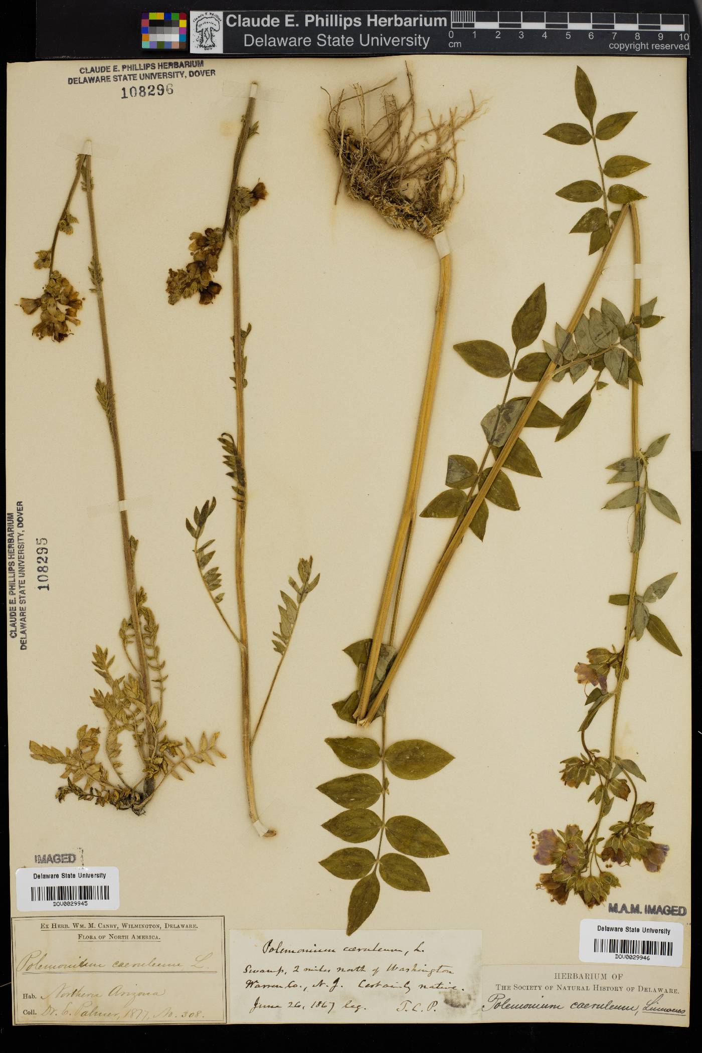 Polemonium caeruleum image