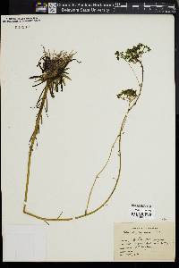 Polygala cymosa image