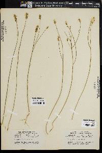 Polygala incarnata image