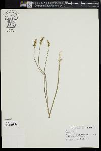 Polygala incarnata image