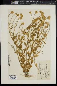 Polygala lutea image