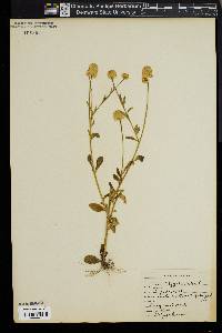 Polygala lutea image