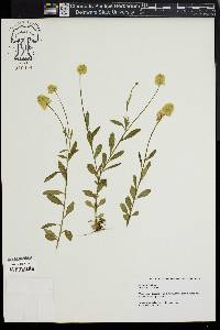 Polygala lutea image