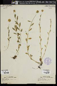 Polygala lutea image