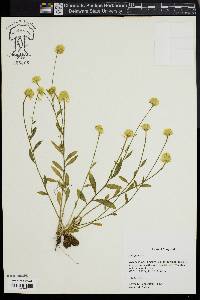 Polygala lutea image