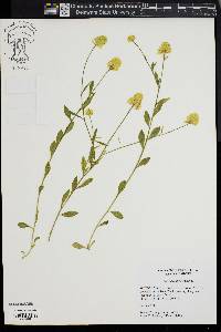 Polygala lutea image